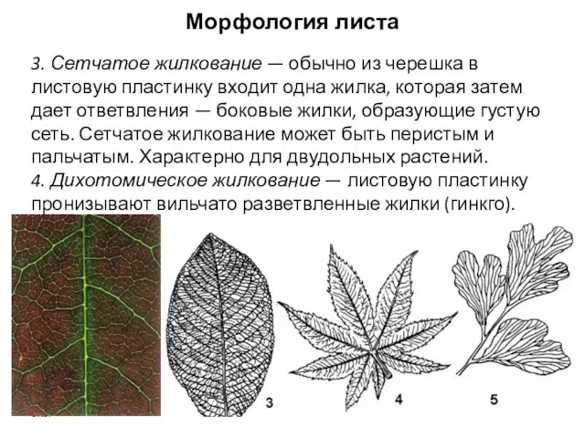 3. Сетчатое жилкование — обычно из черешка в листовую пластинку входит