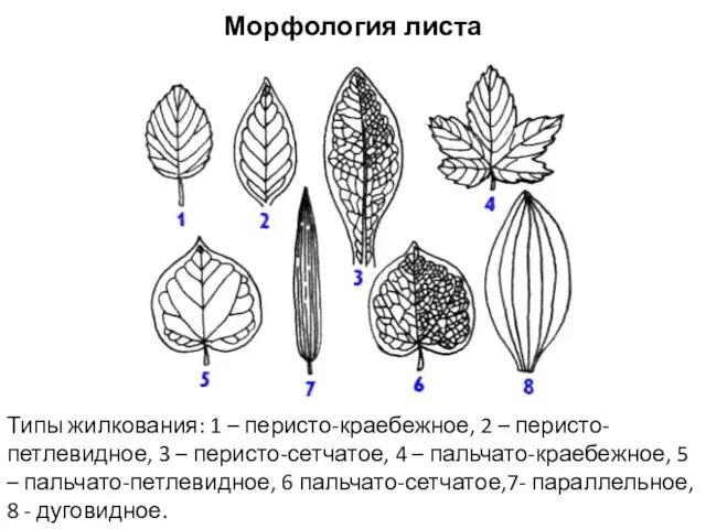 Морфология листа Типы жилкования: 1 – перисто-краебежное, 2 – перисто-петлевидное, 3