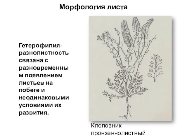 Гетерофилия- разнолистность связана с разновременным появлением листьев на побеге и неодинаковыми