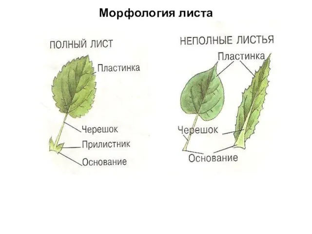 Морфология листа