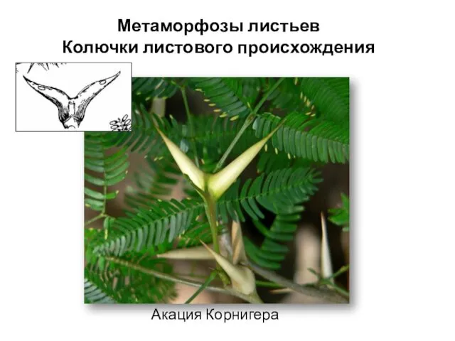 Акация Корнигера Метаморфозы листьев Колючки листового происхождения