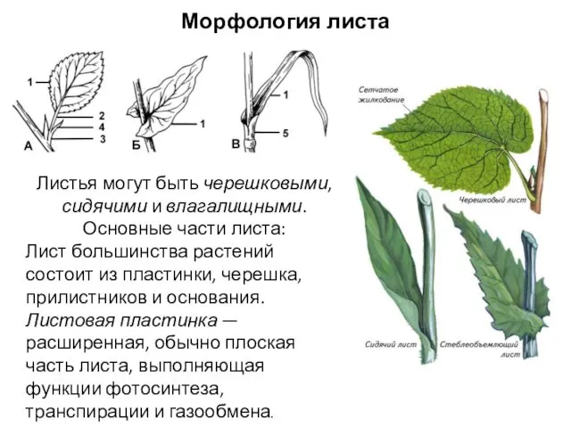 Листья могут быть черешковыми, сидячими и влагалищными. Основные части листа: Лист