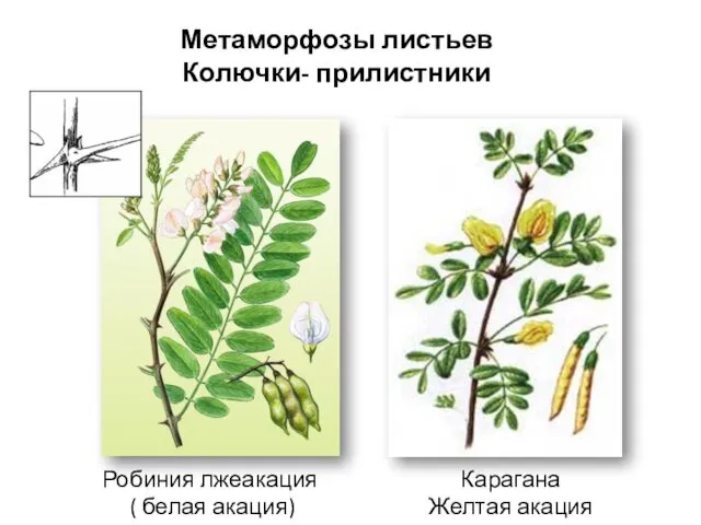 Робиния лжеакация ( белая акация) Карагана Желтая акация Метаморфозы листьев Колючки- прилистники