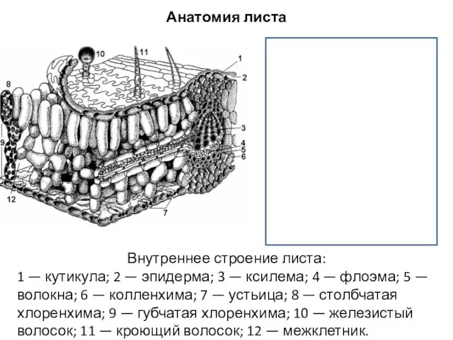 Внутреннее строение листа: 1 — кутикула; 2 — эпидерма; 3 —