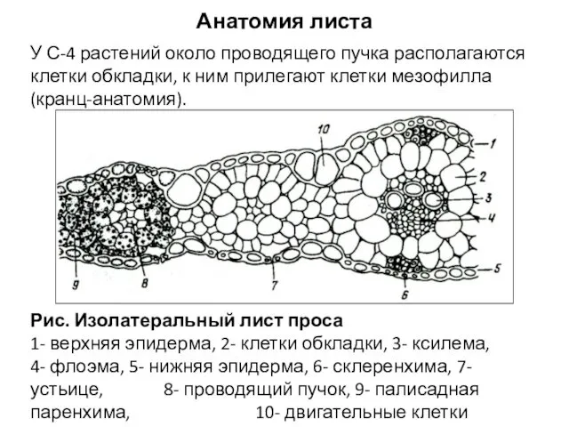 У С-4 растений около проводящего пучка располагаются клетки обкладки, к ним