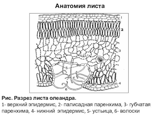 Анатомия листа Рис. Разрез листа олеандра. 1- верхний эпидермис, 2- палисадная