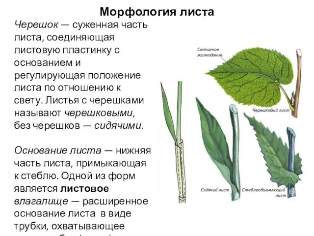 Черешок — суженная часть листа, соединяющая листовую пластинку с основанием и