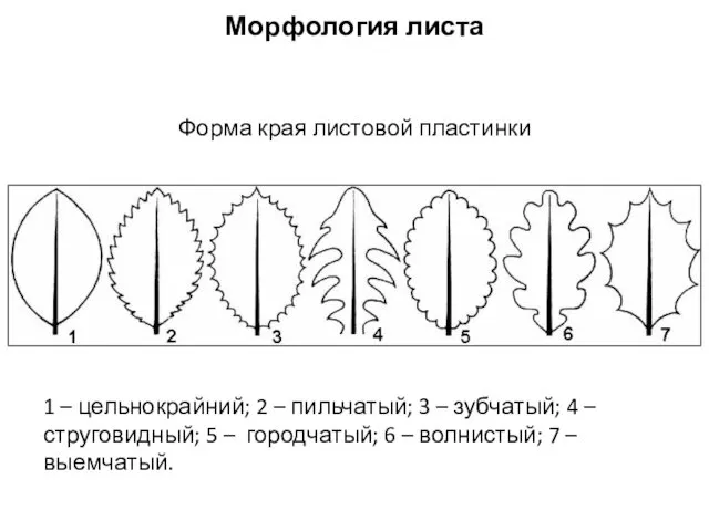 Форма края листовой пластинки 1 – цельнокрайний; 2 – пильчатый; 3