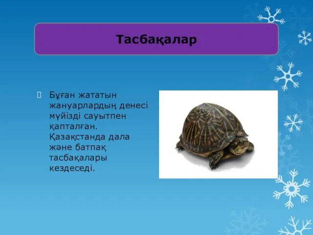 Бұған жататын жануарлардың денесі мүйізді сауытпен қапталған. Қазақстанда дала және батпақ тасбақалары кездеседі. Тасбақалар