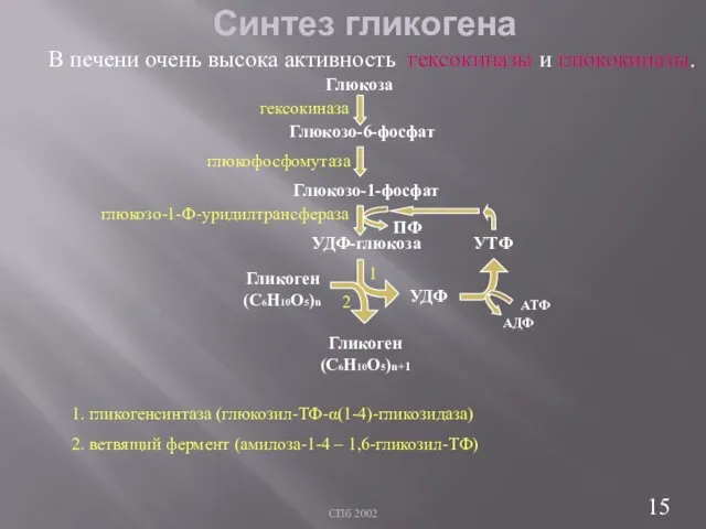 СПб 2002 Синтез гликогена Глюкоза Глюкозо-6-фосфат Глюкозо-1-фосфат УДФ-глюкоза УДФ УТФ Гликоген