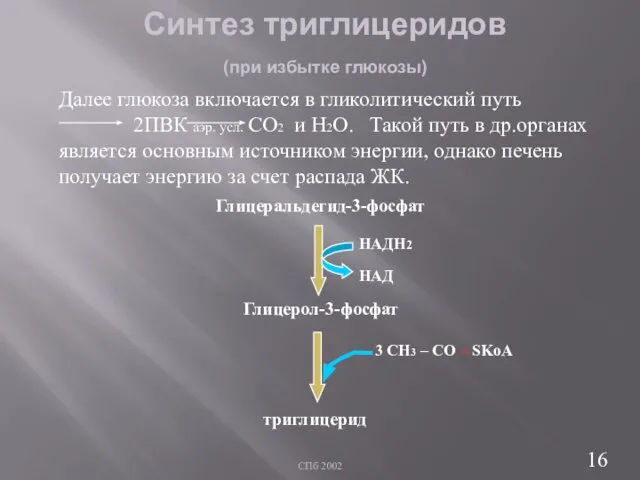 СПб 2002 Синтез триглицеридов (при избытке глюкозы) Далее глюкоза включается в