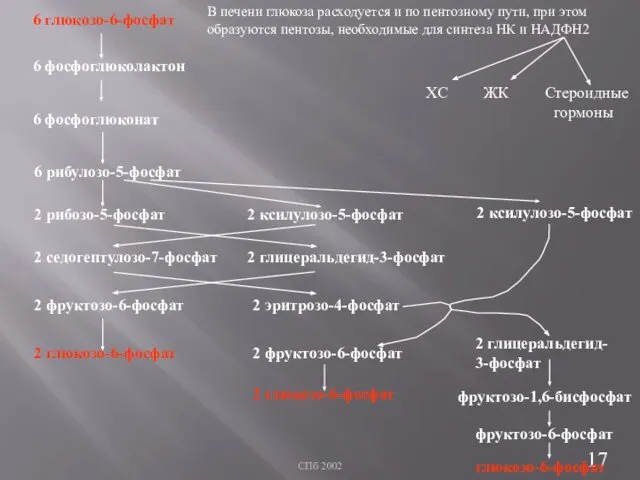 СПб 2002 В печени глюкоза расходуется и по пентозному пути, при