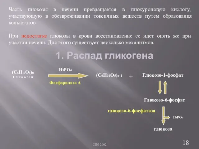 СПб 2002 1. Распад гликогена Часть глюкозы в печени превращается в