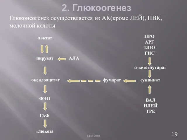 СПб 2002 2. Глюкоогенез Глюконеогенез осуществляется из АК(кроме ЛЕЙ), ПВК, молочной кслоты