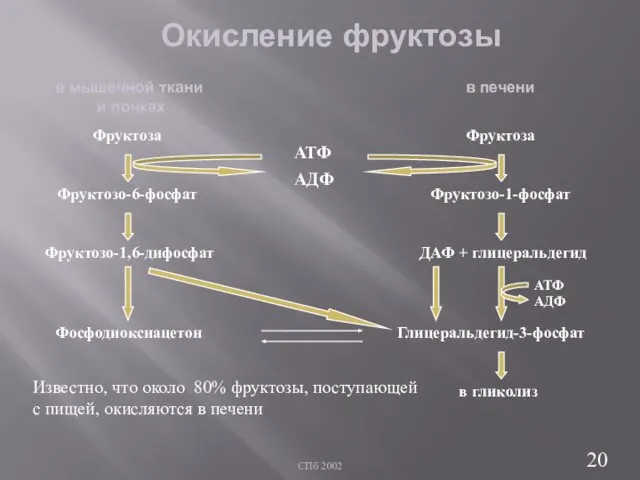 СПб 2002 Окисление фруктозы Фруктоза Фруктозо-6-фосфат Фруктозо-1,6-дифосфат Фруктоза Фруктозо-1-фосфат ДАФ +