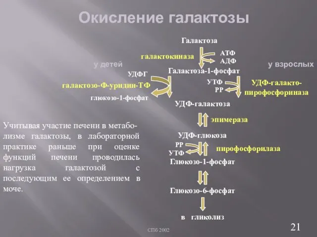 СПб 2002 Окисление галактозы Учитывая участие печени в метабо- лизме галактозы,