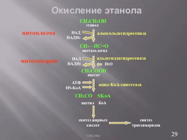 СПб 2002 Окисление этанола СН3СН2ОН СН3 – НС=О СН3СOОH СН3СO ~