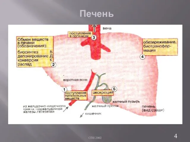 СПб 2002 Печень