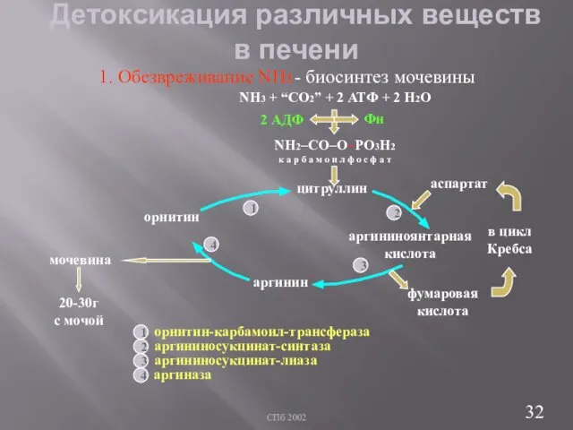 СПб 2002 Детоксикация различных веществ в печени - биосинтез мочевины NH3