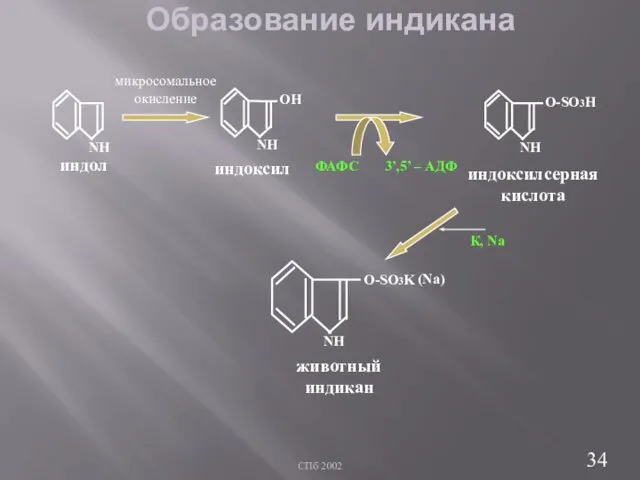 СПб 2002 Образование индикана индоксил индол индоксилсерная кислота NH О-SO3K животный