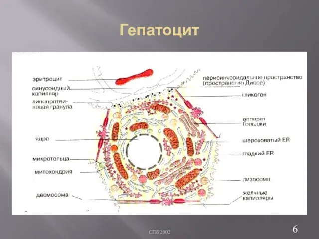 Гепатоцит СПб 2002