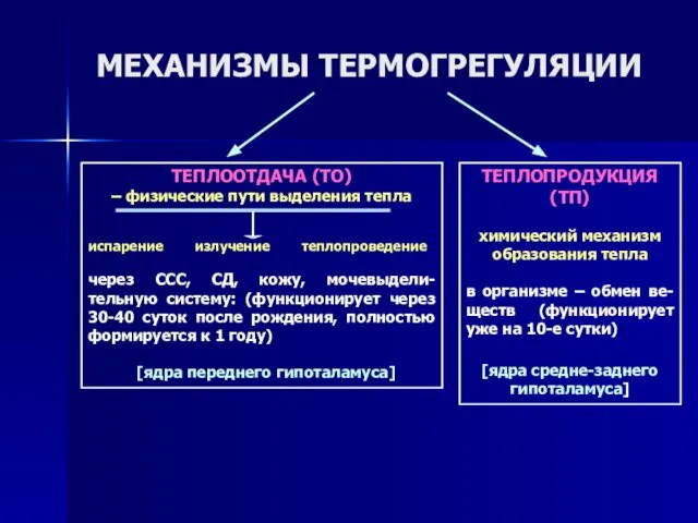 МЕХАНИЗМЫ ТЕРМОГРЕГУЛЯЦИИ