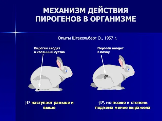 МЕХАНИЗМ ДЕЙСТВИЯ ПИРОГЕНОВ В ОРГАНИЗМЕ Опыты Штакельберг О., 1957 г. Пироген