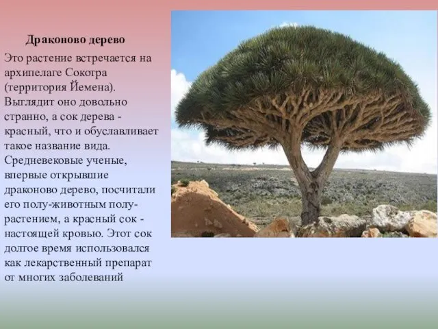 Драконово дерево Это растение встречается на архипелаге Сокотра (территория Йемена). Выглядит