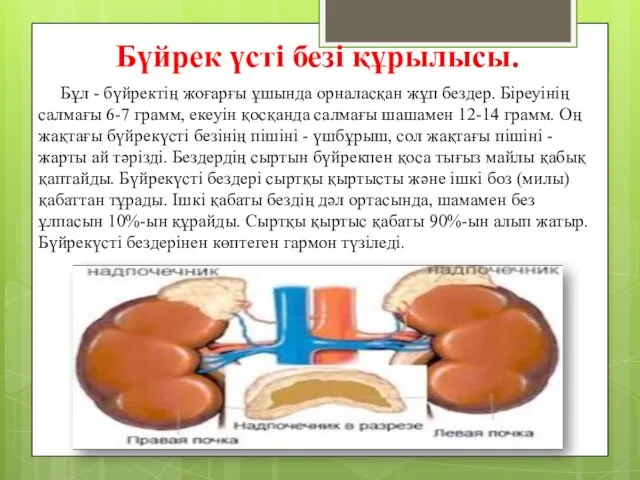 Бүйрек үсті безі құрылысы. Бұл - бүйректің жоғарғы ұшында орналасқан жұп