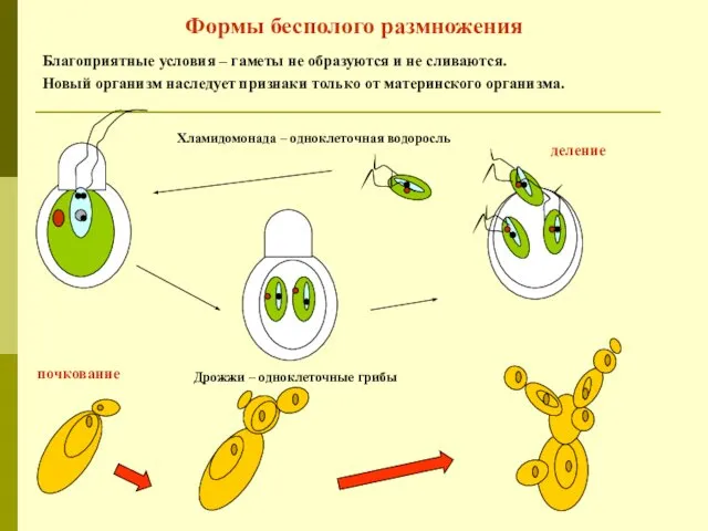 Формы бесполого размножения Благоприятные условия – гаметы не образуются и не