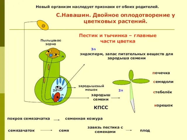 зародыш семени корешок стебелёк семядоли почечка эндосперм, запас питательных веществ для