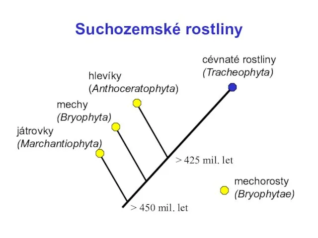 Suchozemské rostliny hlevíky (Anthoceratophyta) mechy (Bryophyta) játrovky (Marchantiophyta) > 450 mil.