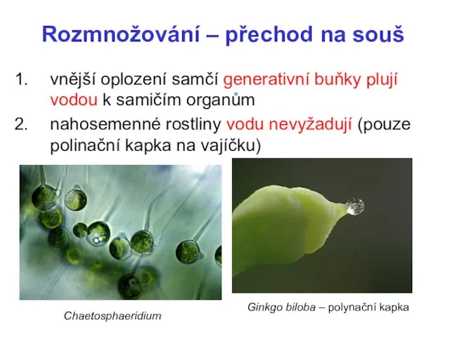 Rozmnožování – přechod na souš vnější oplození samčí generativní buňky plují