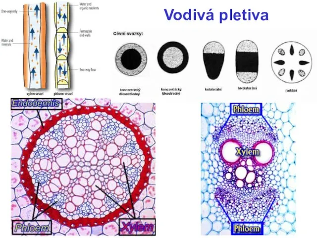 Vodivá pletiva