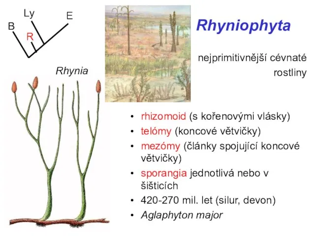 Rhyniophyta nejprimitivnější cévnaté rostliny rhizomoid (s kořenovými vlásky) telómy (koncové větvičky)