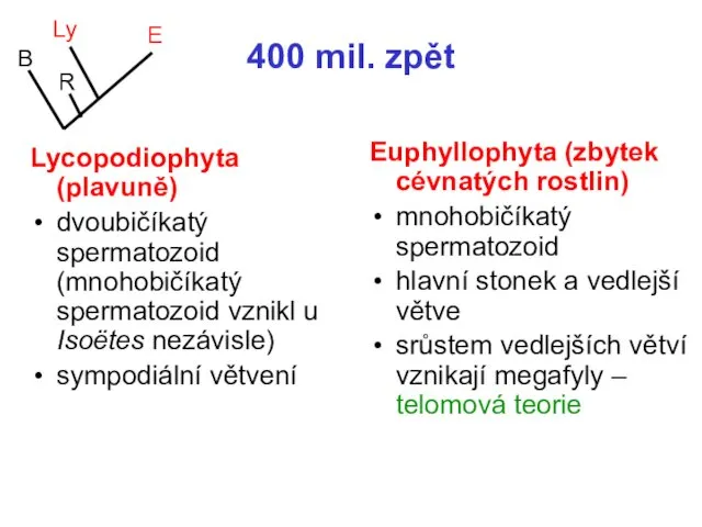 400 mil. zpět Lycopodiophyta (plavuně) dvoubičíkatý spermatozoid (mnohobičíkatý spermatozoid vznikl u