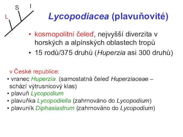 Lycopodiacea (plavuňovité) kosmopolitní čeleď, nejvyšší diverzita v horských a alpínských oblastech