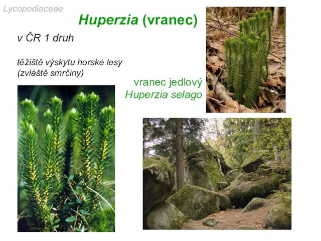 Huperzia (vranec) v ČR 1 druh těžiště výskytu horské lesy (zvláště