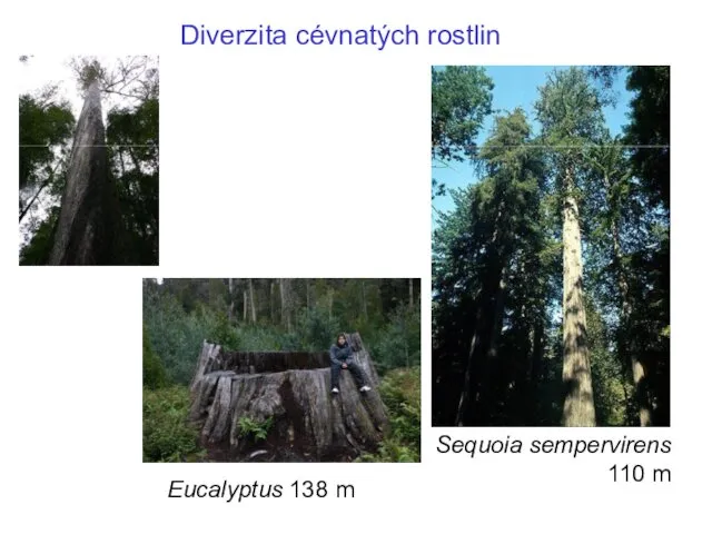 Sequoia sempervirens 110 m Eucalyptus 138 m Diverzita cévnatých rostlin