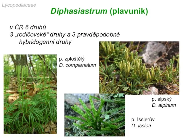 Diphasiastrum (plavuník) v ČR 6 druhů 3 „rodičovské“ druhy a 3