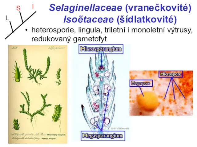 Selaginellaceae (vranečkovité) Isoëtaceae (šídlatkovité) heterosporie, lingula, triletní i monoletní výtrusy, redukovaný gametofyt L S I