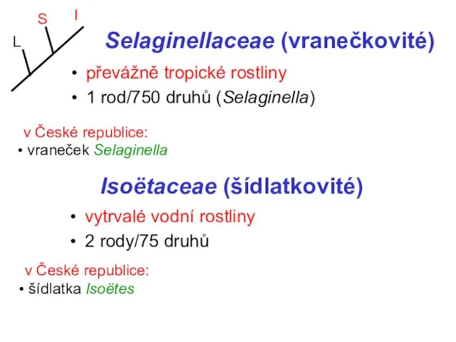 Selaginellaceae (vranečkovité) převážně tropické rostliny 1 rod/750 druhů (Selaginella) L S