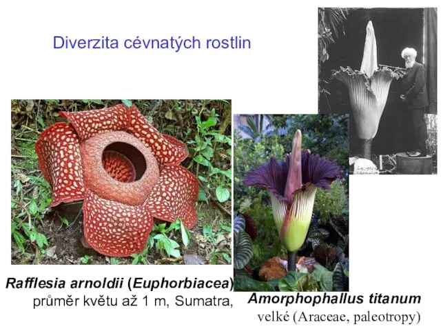 Rafflesia arnoldii (Euphorbiacea) průměr květu až 1 m, Sumatra, Amorphophallus titanum