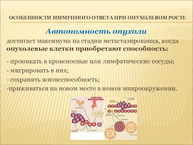 ОСОБЕННОСТИ ИММУННОГО ОТВЕТА ПРИ ОПУХОЛЕВОМ РОСТЕ Автономность опухоли достигает максимума на