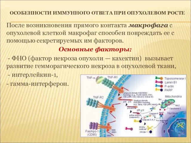 ОСОБЕННОСТИ ИММУННОГО ОТВЕТА ПРИ ОПУХОЛЕВОМ РОСТЕ После возникновения прямого контакта макрофага