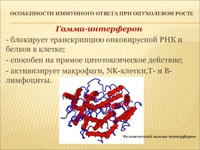 ОСОБЕННОСТИ ИММУННОГО ОТВЕТА ПРИ ОПУХОЛЕВОМ РОСТЕ Гамма-интерферон - блокирует транскрипцию онковирусной