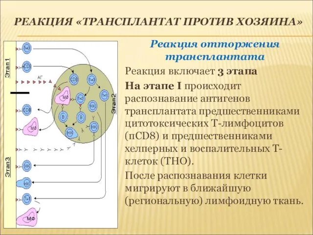 РЕАКЦИЯ «ТРАНСПЛАНТАТ ПРОТИВ ХОЗЯИНА» Реакция отторжения трансплантата Реакция включает 3 этапа