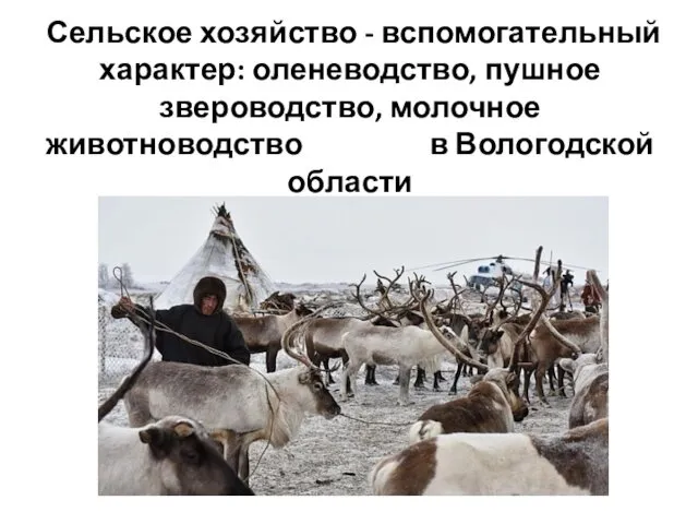 Сельское хозяйство - вспомогательный характер: оленеводство, пушное звероводство, молочное животноводство в Вологодской области