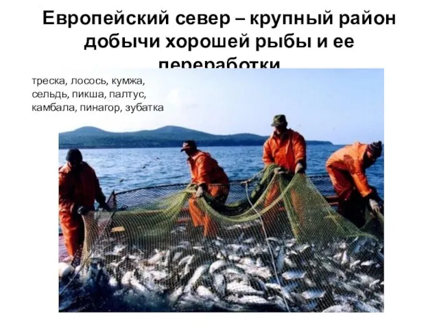 Европейский север – крупный район добычи хорошей рыбы и ее переработки