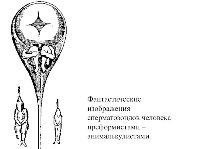 Фантастические изображения сперматозоидов человека преформистами – анималькулистами